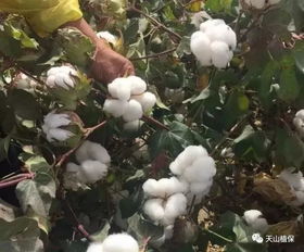 棉花品质下降原因与提高途径